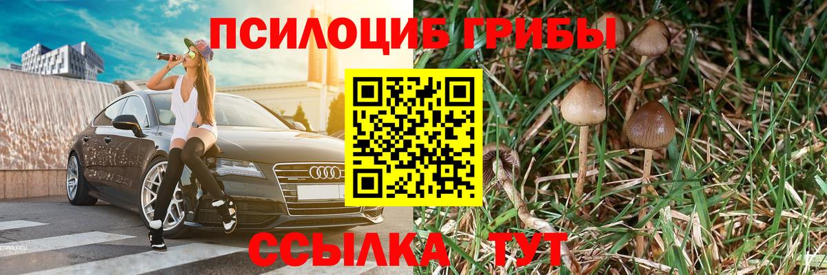 Галлюциногенные грибы Psilocybine cubensis Крымск